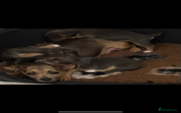 Jack Russell dogs for sale: Miniature Jack Russell Puppies - Image 7
