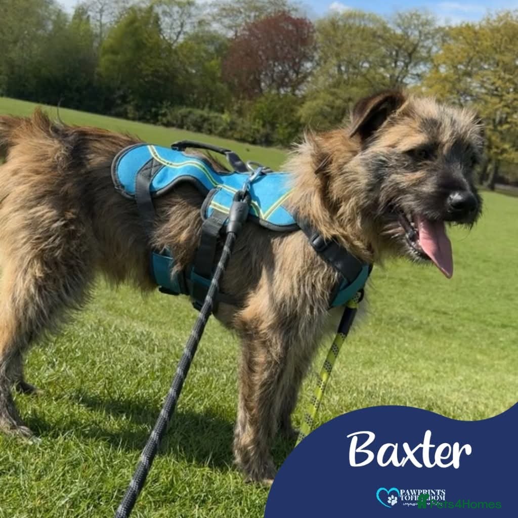 Mixed Breed dogs Meet Baxter, currently residing in Suffolk in Nantwich - Advert 23