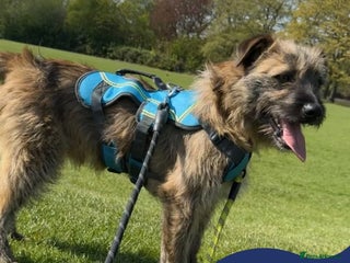 Mixed Breed dogs Meet Baxter, currently residing in Suffolk in Nantwich - Advert 16