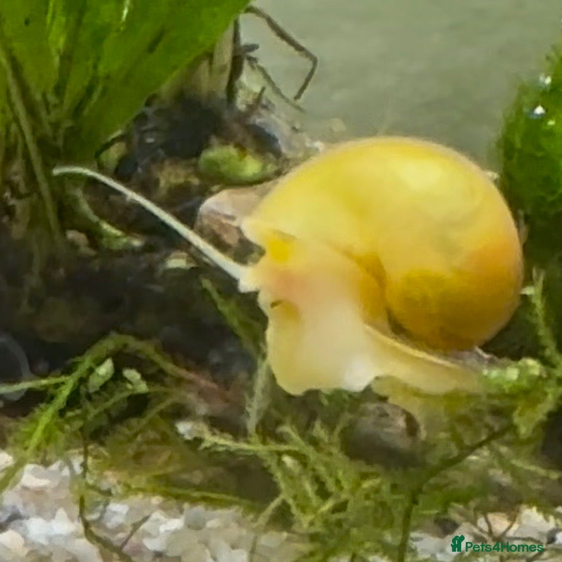 Snails fish Golden Apple Snails & Moss Balls  - Advert 1