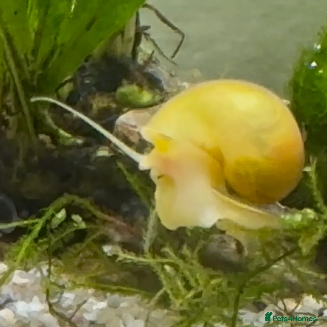 Snails fish for sale: Golden Apple Snails & Moss Balls  - Advert 1