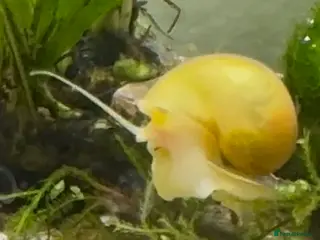 Snails fish Golden Apple Snails & Moss Balls - Advert 4