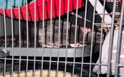 Rat rodents for sale: Rats for sale - Image 6