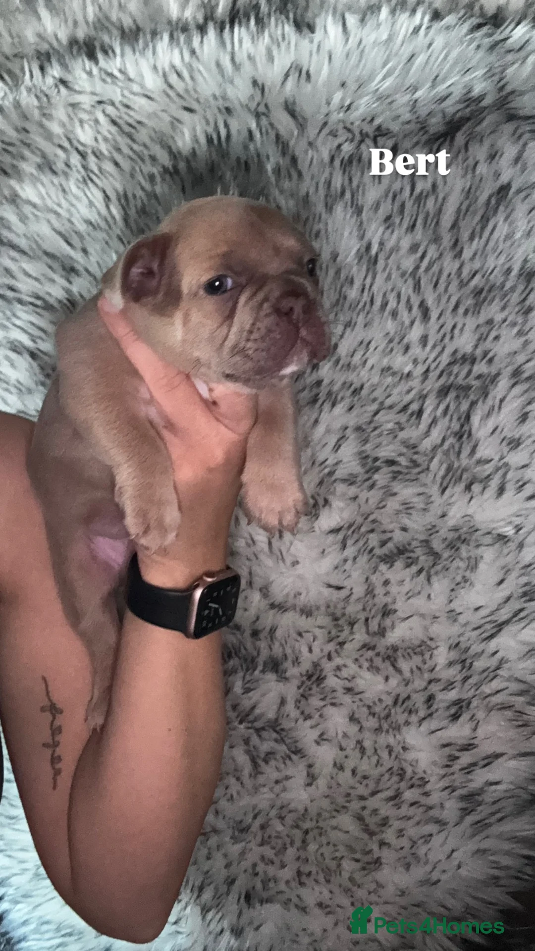 French Bulldog dogs for sale: Beautiful French Bulldog Puppies in Colchester - Advert 12