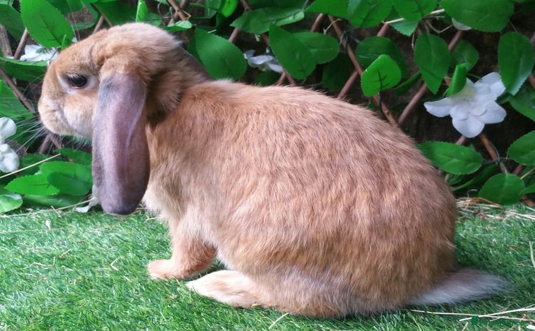 French Lop rabbits - Advert 14