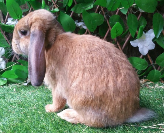 French Lop rabbits - Advert 2