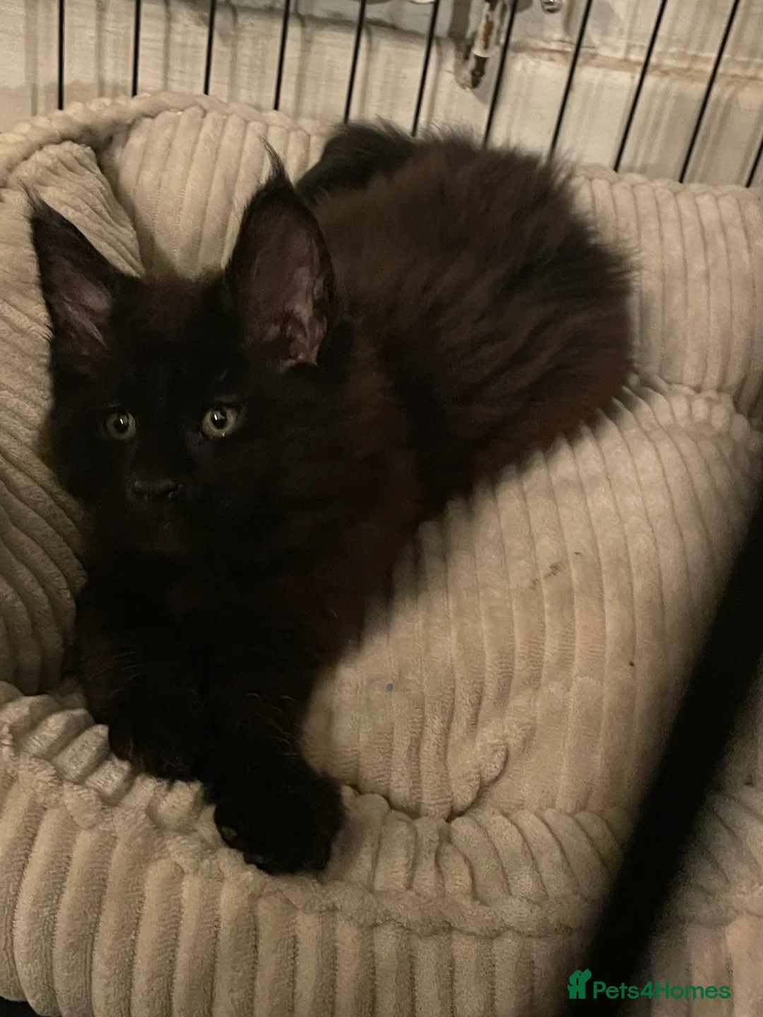 Maine Coon cats for sale: Maine Coon Kittens  - Advert 8