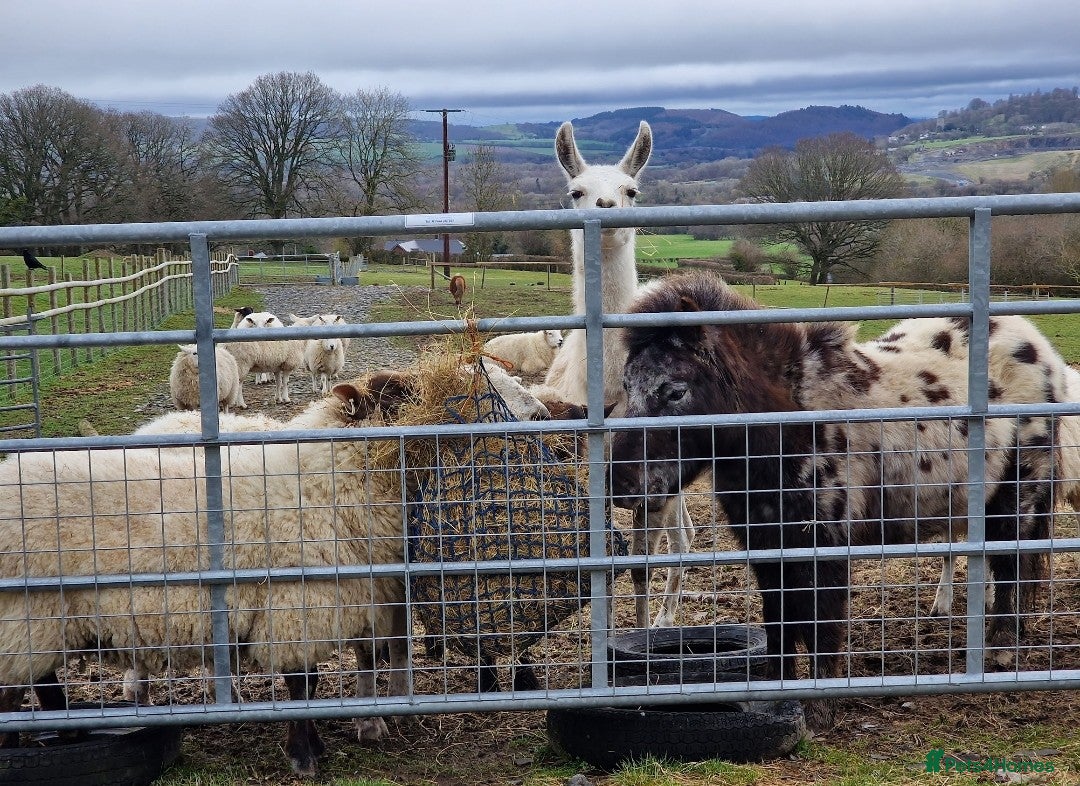 Llama livestock for sale: Female llama - Advert 4