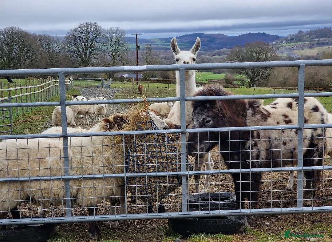 Llama livestock for sale: Female llama - Advert 4