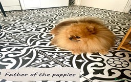 Pomeranian dogs for sale: 🐻Stunning 🤩 Champion Line🏅Teddy Face 🧸 - Image 17