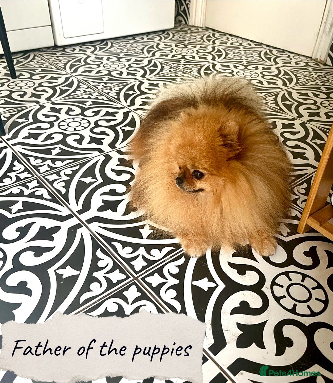 Pomeranian dogs for sale: 🐻Stunning 🤩 Champion Line🏅Teddy Face 🧸 - Image 17