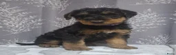 Airedale Terrier dogs for sale: Gorgeous Airedale Litter! - Advert 10