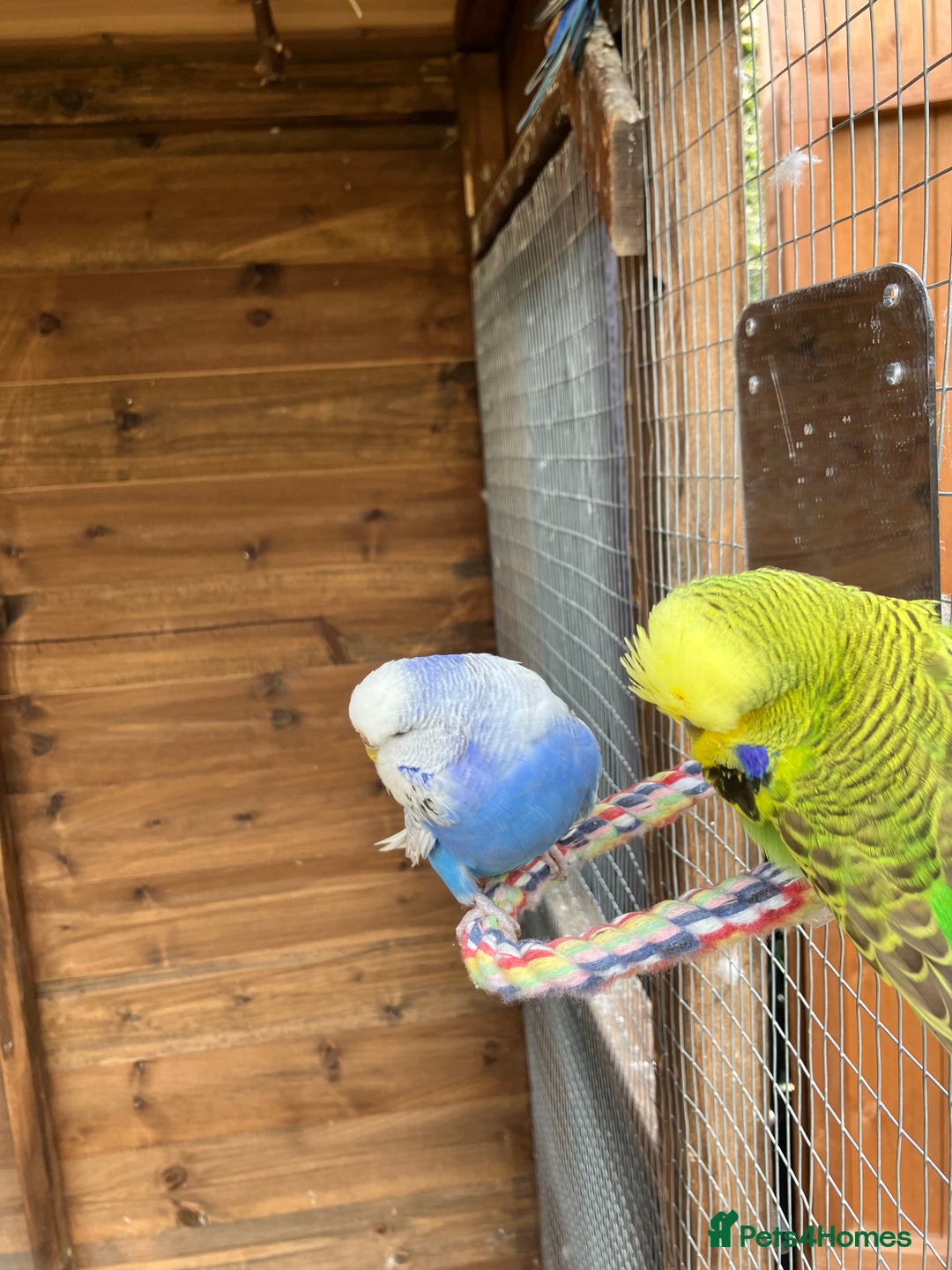 Budgerigars birds for sale: Young & Adult Budgies For Sale - Image 3