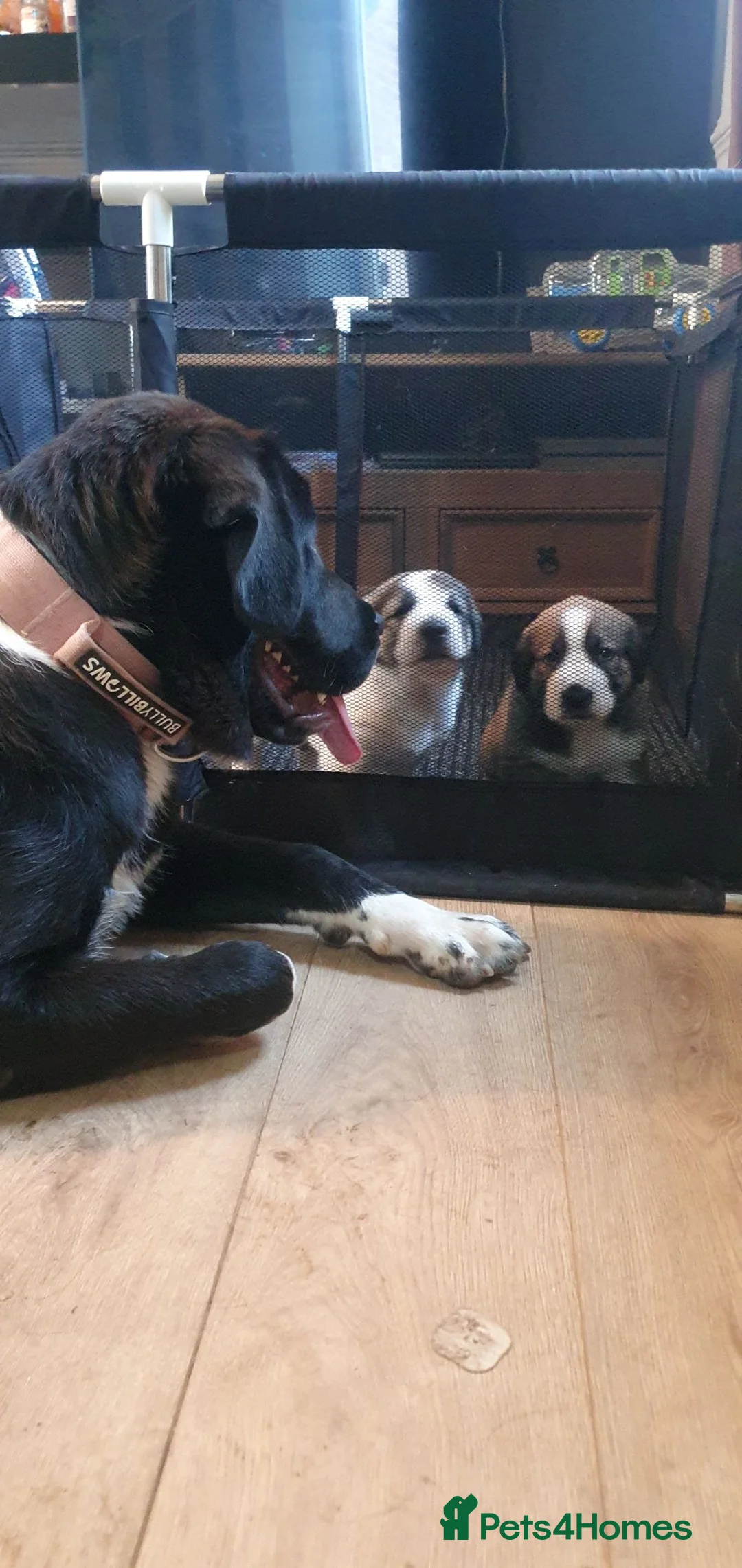 Central Asian Shepherd dogs for sale: Central asian shepherd pups (alabai) in Chester - Advert 14