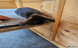 Mini Lop rabbits for sale: 6 baby bunnys  - Image 2