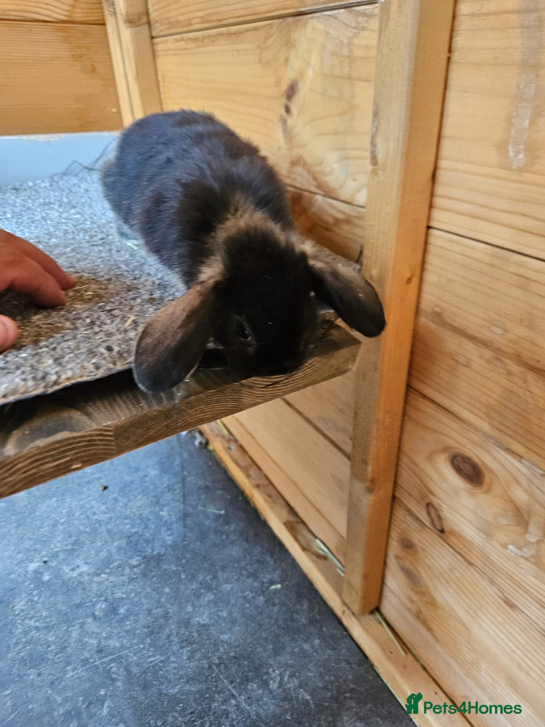 Mini Lop rabbits for sale: 6 baby bunnys  - Image 2