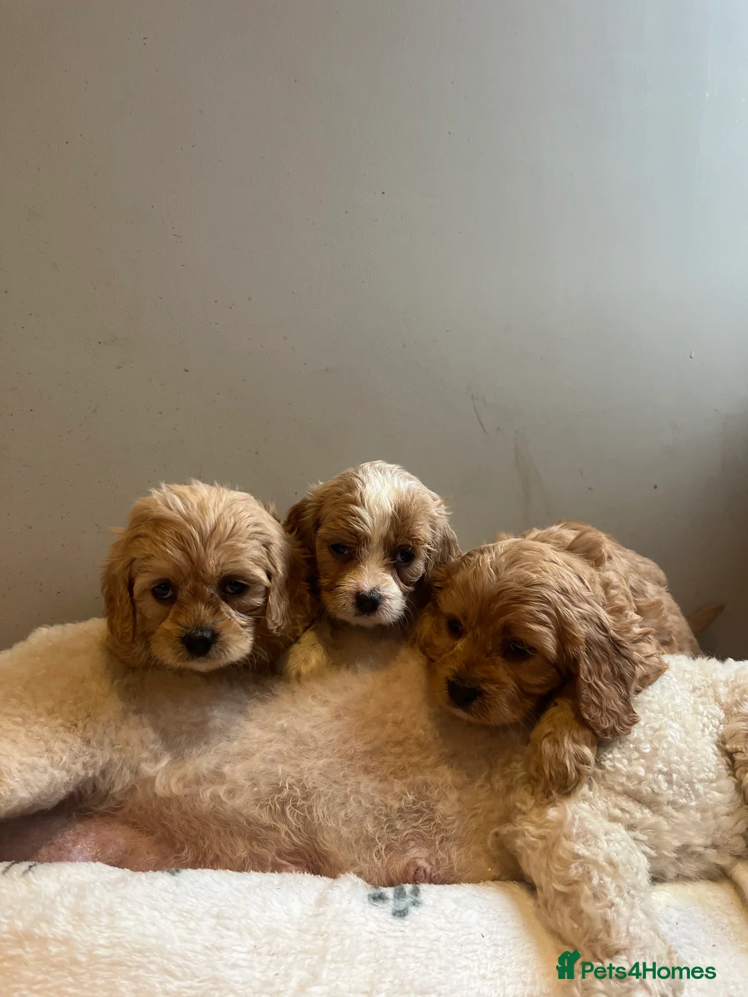 Cavachon dogs for sale: Cavapoochons Toy - Advert 2