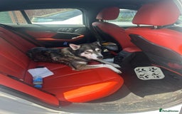 Mixed Breed dogs for sale: Springer spaniel x husky mix - Image 4
