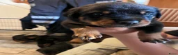 Rottweiler dogs for sale: Beautiful Rottweiler puppies  in Mablethorpe - Advert 8