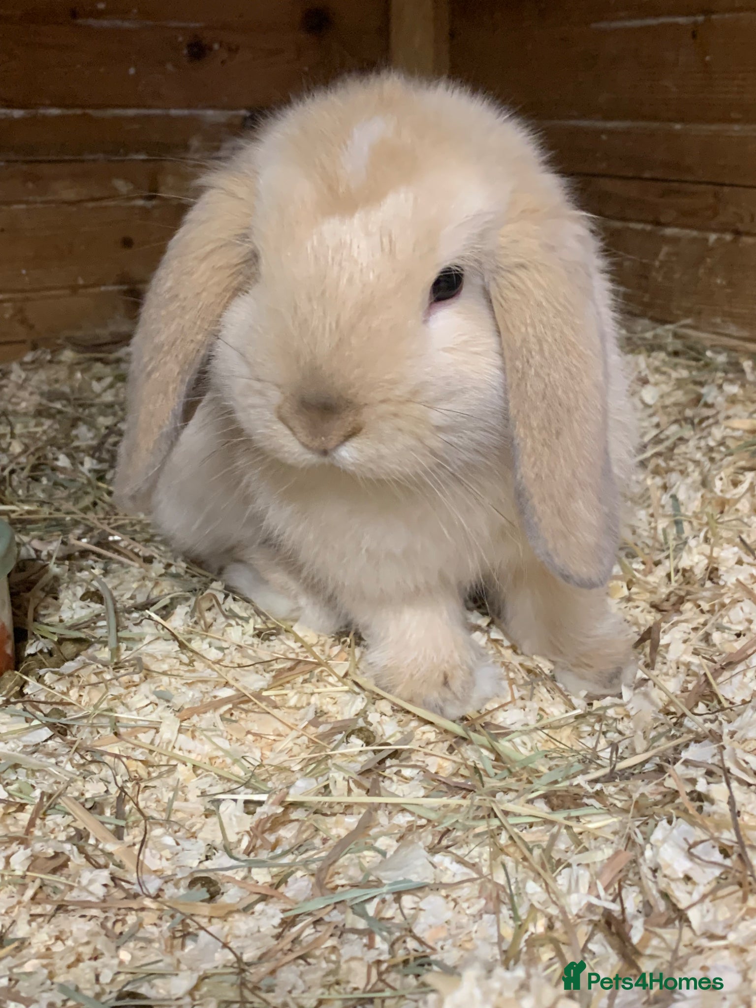 Mini Lop rabbits Mini lops  - Advert 18