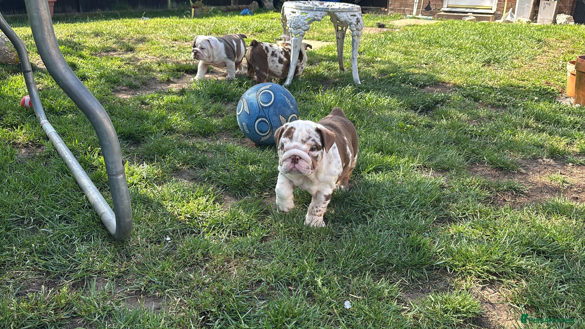 English Bulldog dogs ***READY NOW*** Beautiful bulldog puppies  - Advert 12