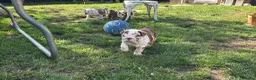 English Bulldog dogs for sale: Beautiful bulldog girl puppy  - Advert 3