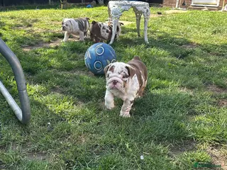 English Bulldog dogs ***READY NOW*** Beautiful bulldog puppies - Advert 12