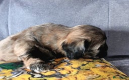 Shih Tzu dogs for sale: Shihtzu pupies. - Image 4