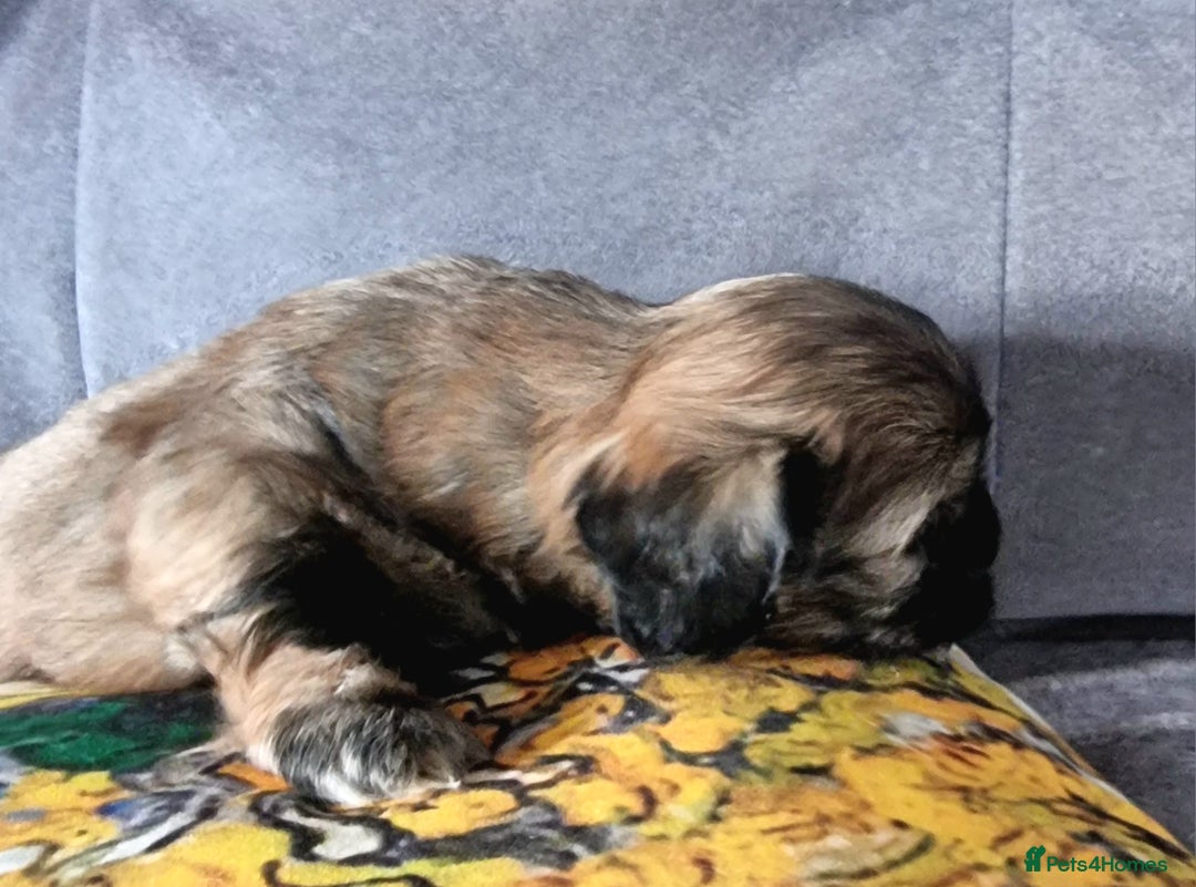 Shih Tzu dogs for sale: Shihtzu pupies. - Image 4
