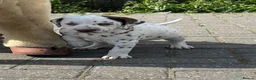 Dalmatian dogs for sale: Dalmatian beautiful - Advert 33