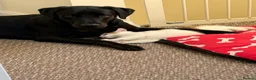 Labrador Retriever dogs for sale: Labrador Retriever  in Willenhall - Advert 5