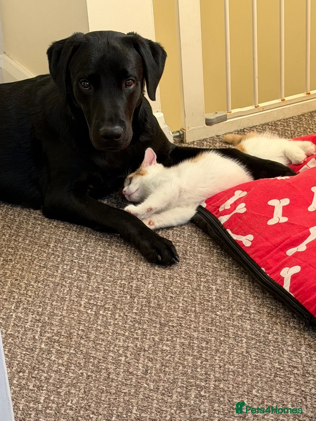 Labrador Retriever dogs for sale: Labrador Retriever  in Willenhall - Advert 5