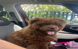 Chow Chow dogs for sale: Chocolate Chow Chow - Image 2