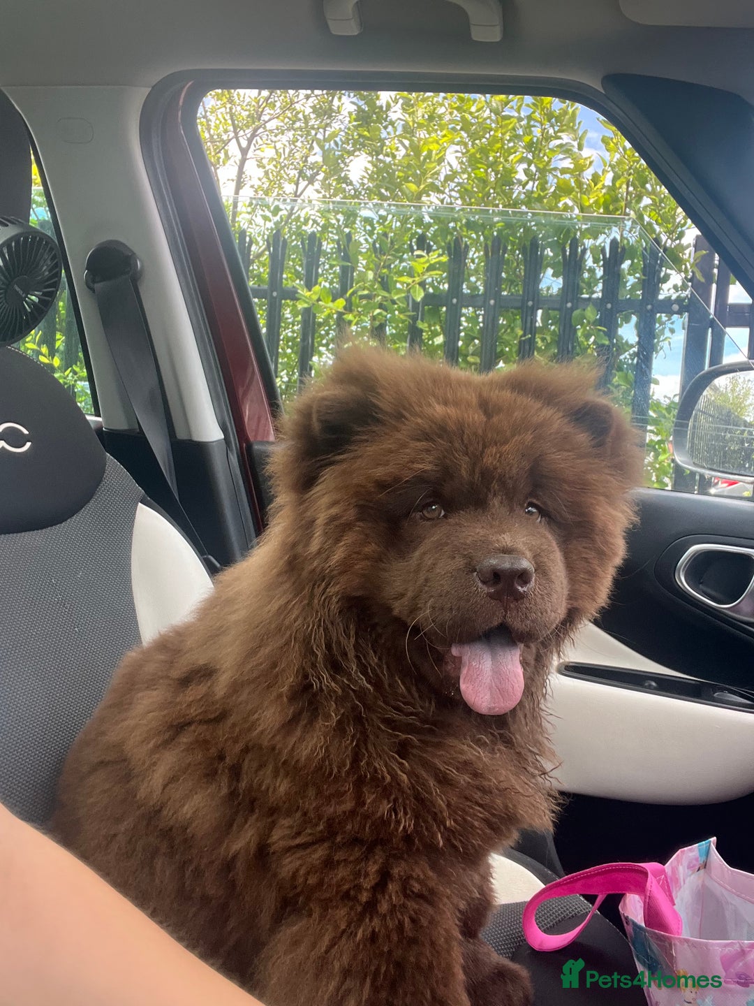 Chow Chow dogs for sale: Chocolate Chow Chow - Image 2