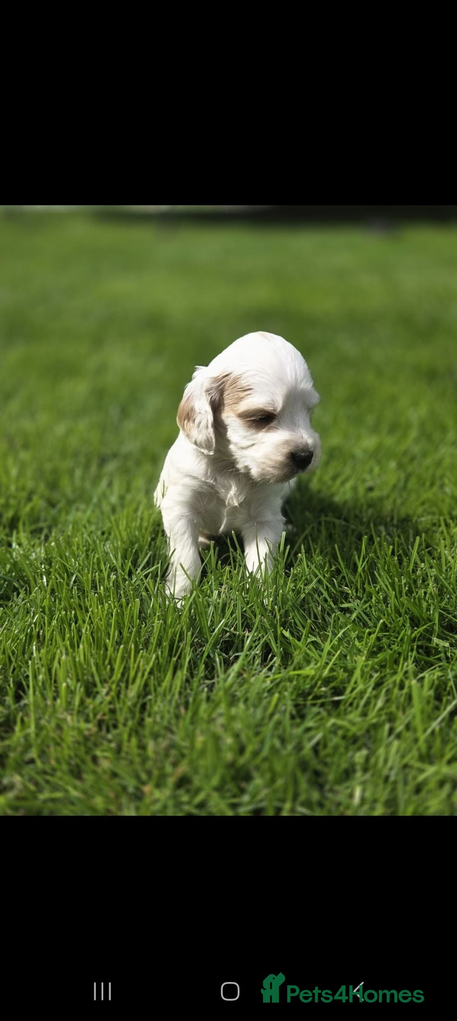 Cockapoo dogs F1B cockapoo puppies  - Advert 10