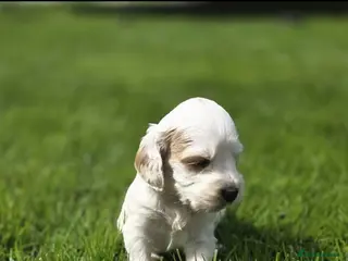 Cockapoo dogs F1B cockapoo puppies - Advert 5