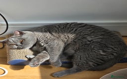 British Shorthair cats for sale: British Shorthair Female - Image 2