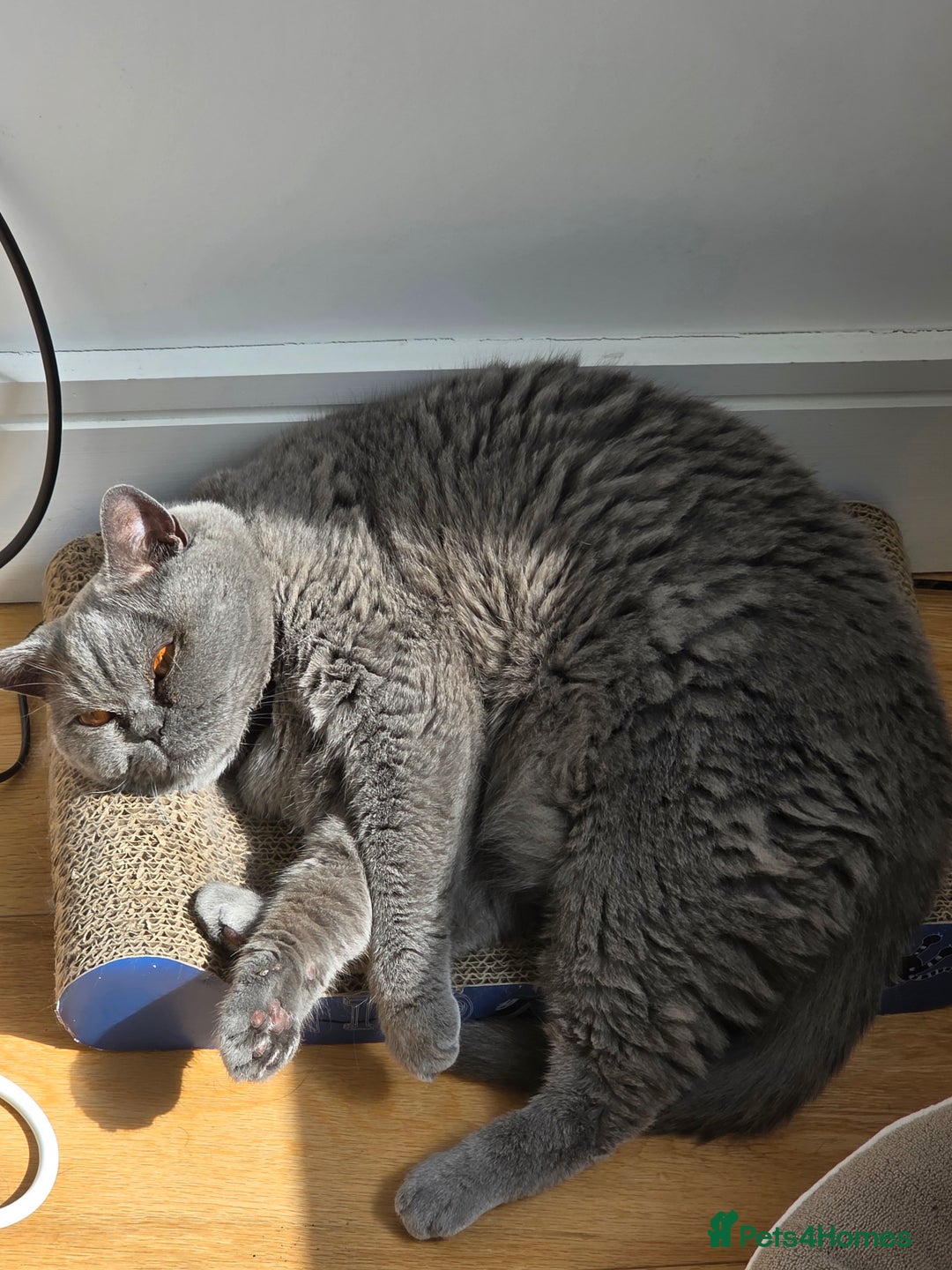 British Shorthair cats for sale: British Shorthair Female - Image 2