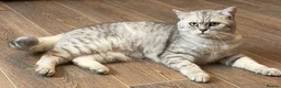 British Shorthair cats for sale: Young silver adult  - Advert 7