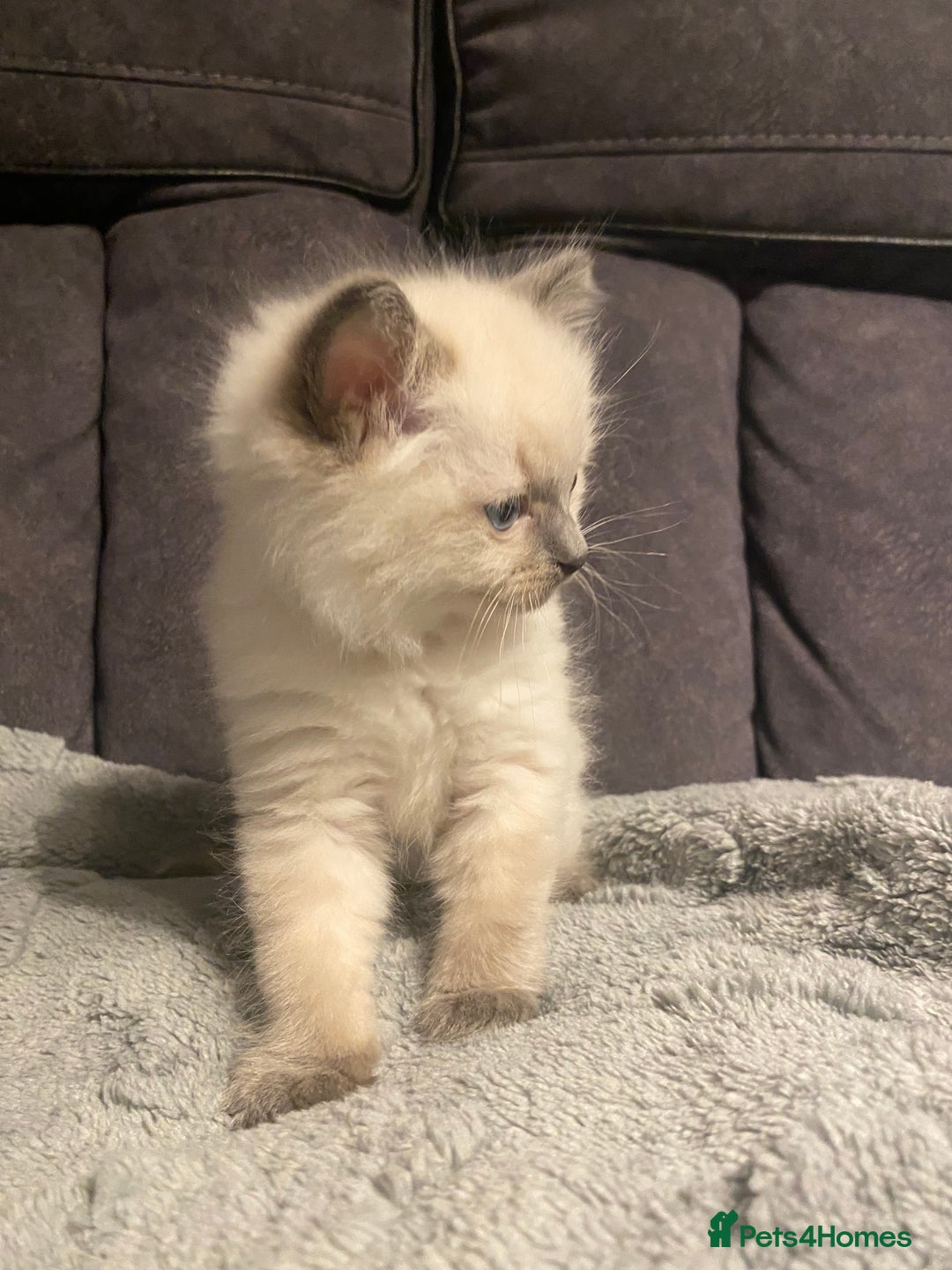 Ragdoll cats for sale: Ragdoll kittens  - Image 3