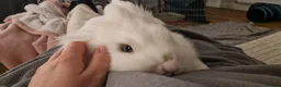 Lionhead rabbits for sale: Beautiful blue eyed white Lionhead rabbit  - Advert 4