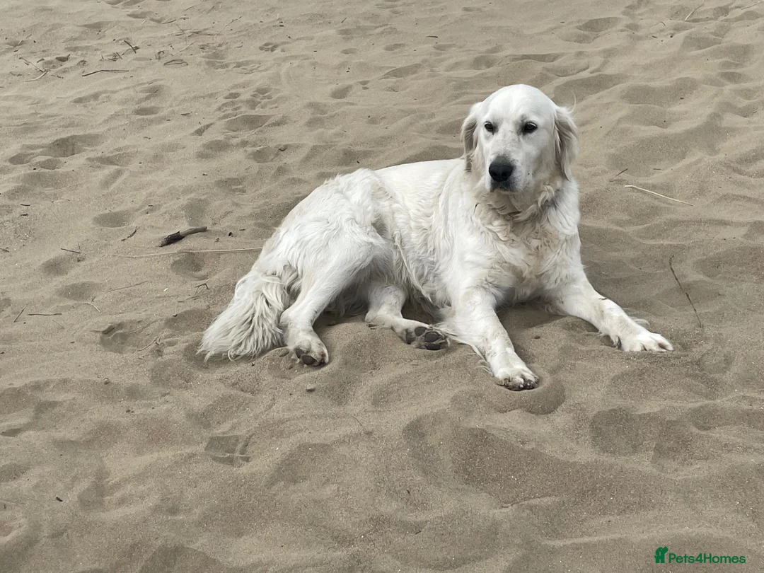 Golden Retriever dogs for sale: Golden retriever puppies  in Banbridge - Advert 2