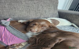 English Springer Spaniel dogs for sale: Springer spaniel puppies - Image 7