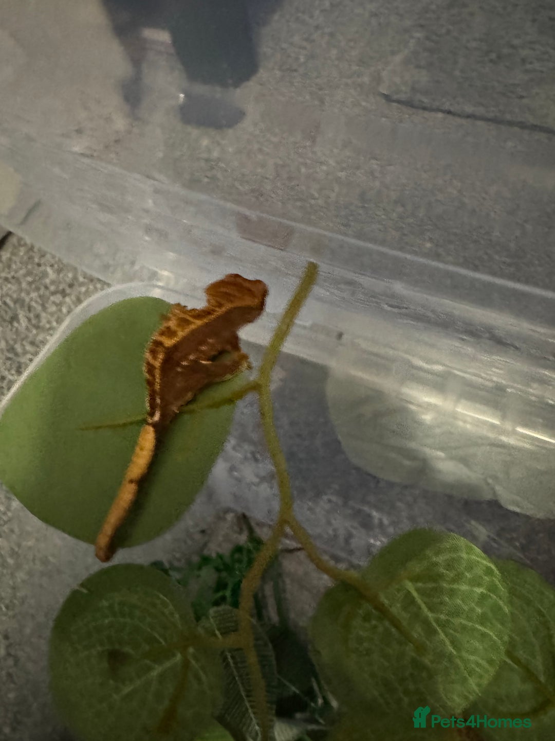 Gecko reptiles for sale: Baby crested geckos - Image 7