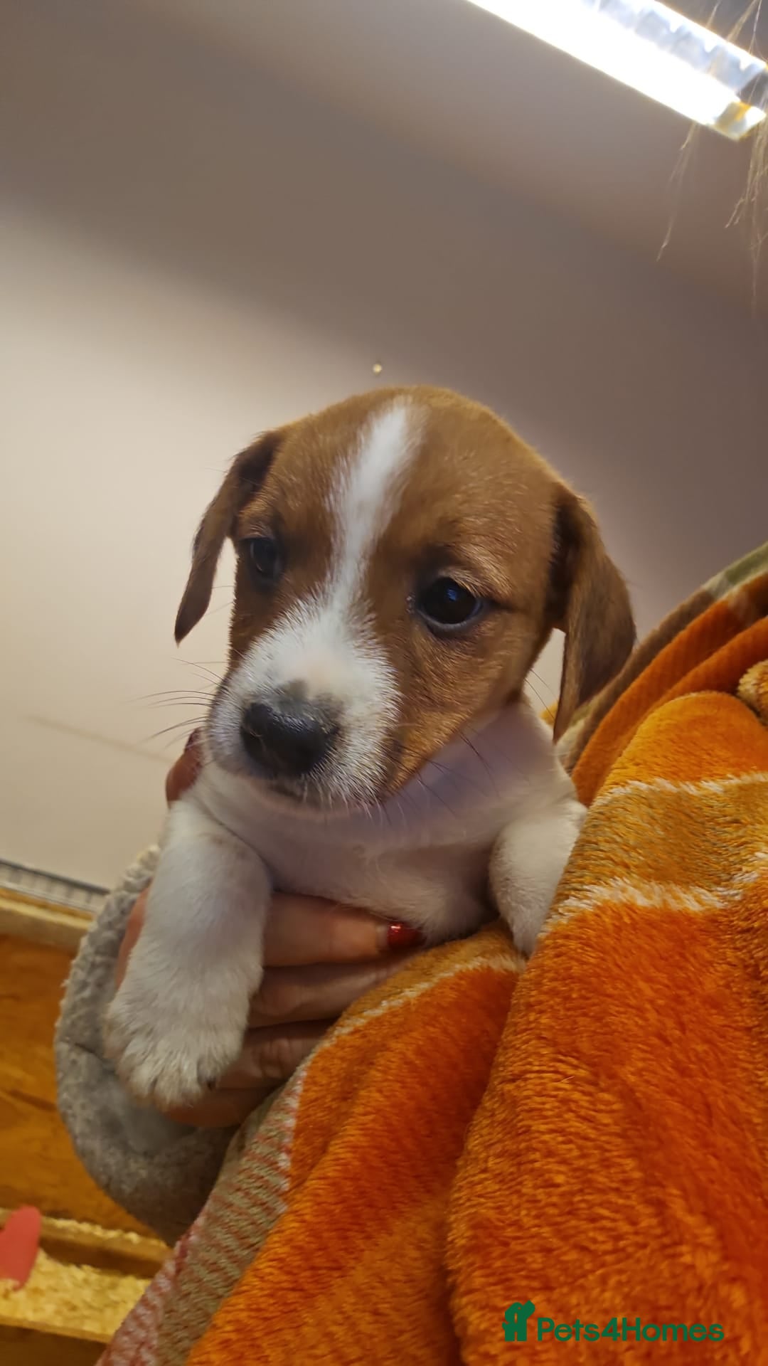 Mixed Breed dogs for sale: Boarder terrier x Jack Russell  - Advert 7