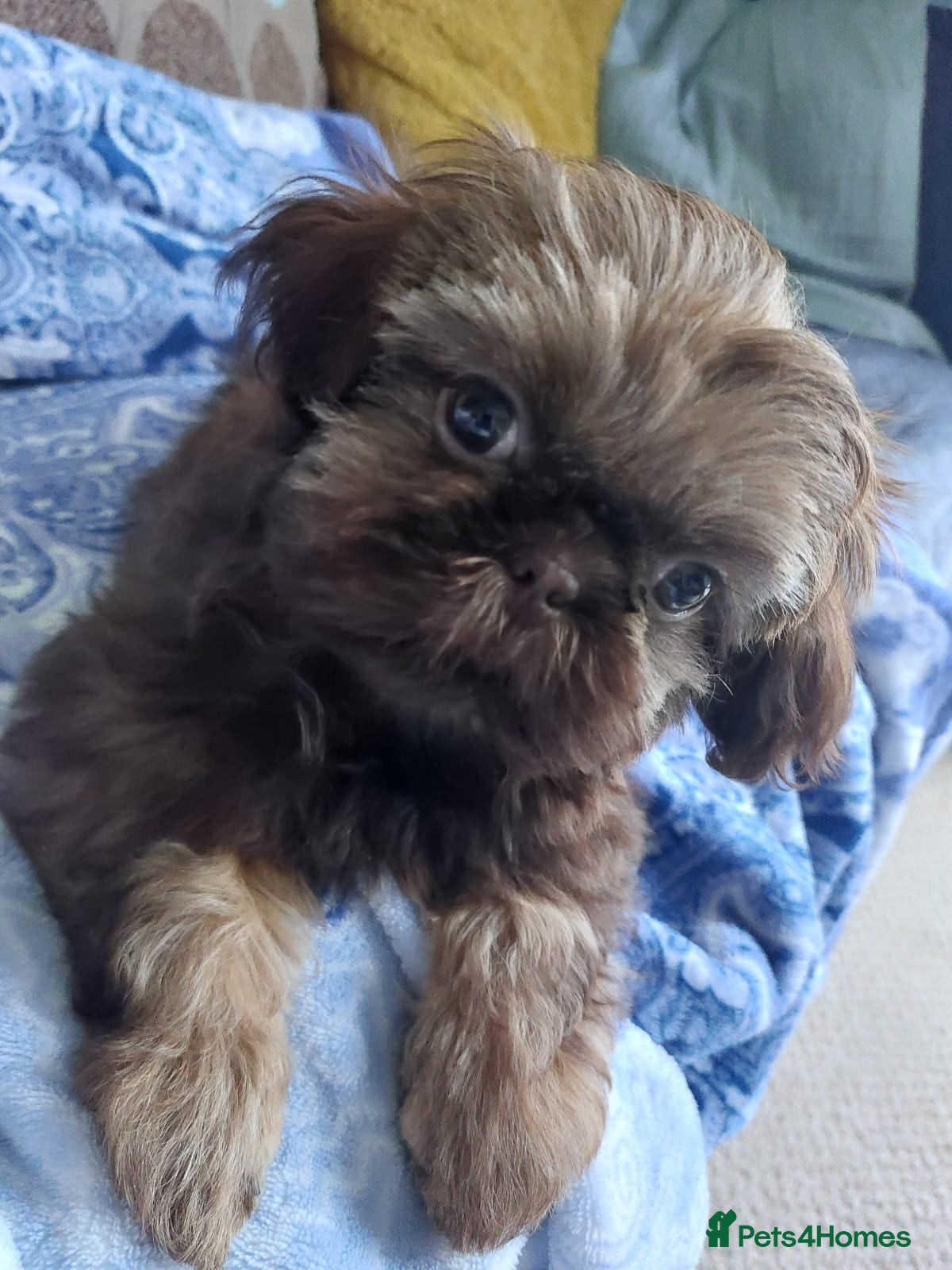 Shih Tzu dogs Female imperial shih tzu  - Advert 1