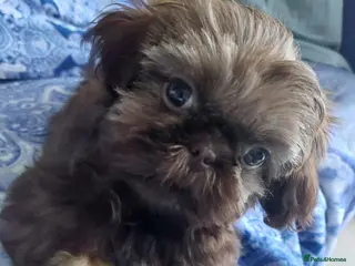 Shih Tzu dogs Female imperial shih tzu - Advert 1