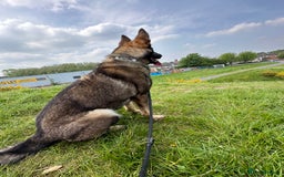German Shepherd dogs for sale: German shepherd  - Image 3