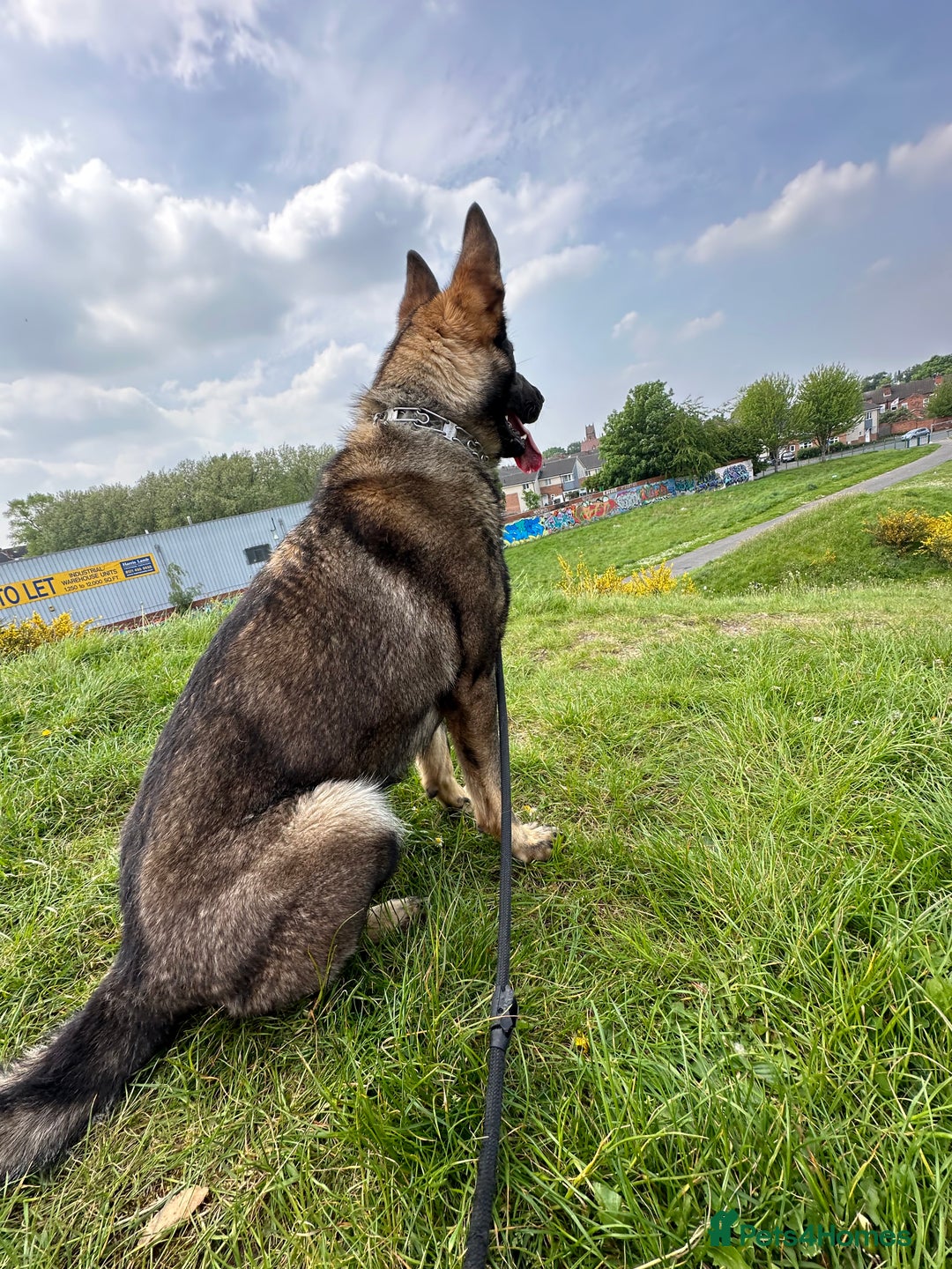 German Shepherd dogs for sale: German shepherd  - Image 3