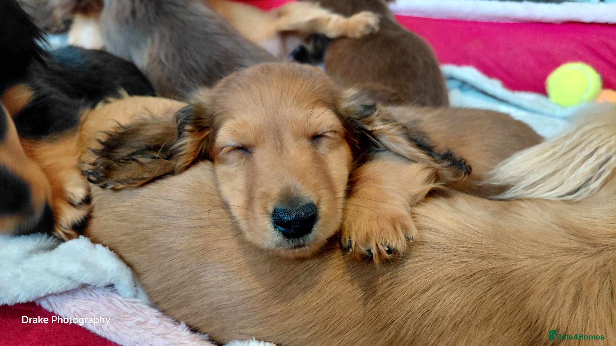 Miniature Dachshund dogs ShadedCream LongHaired x4 Remaining Ready To Leave - Advert 18